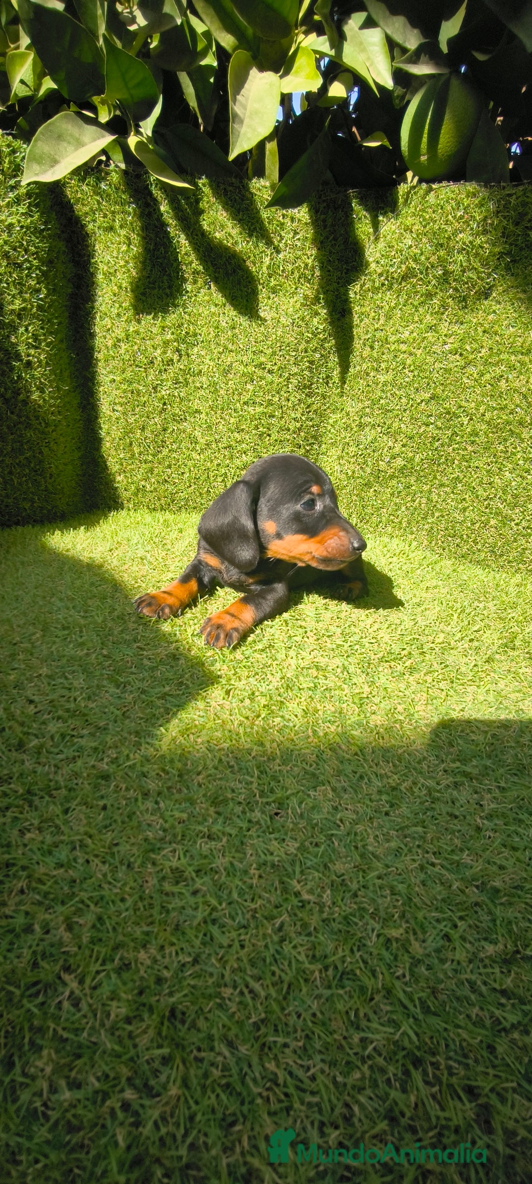 Teckel Miniatura perros en venta: camada teckel canichen muy pequeños  - Imagen 40