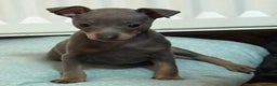 Pinscher Miniatura perros en venta: Mini pincher macho blue - Anuncio 4