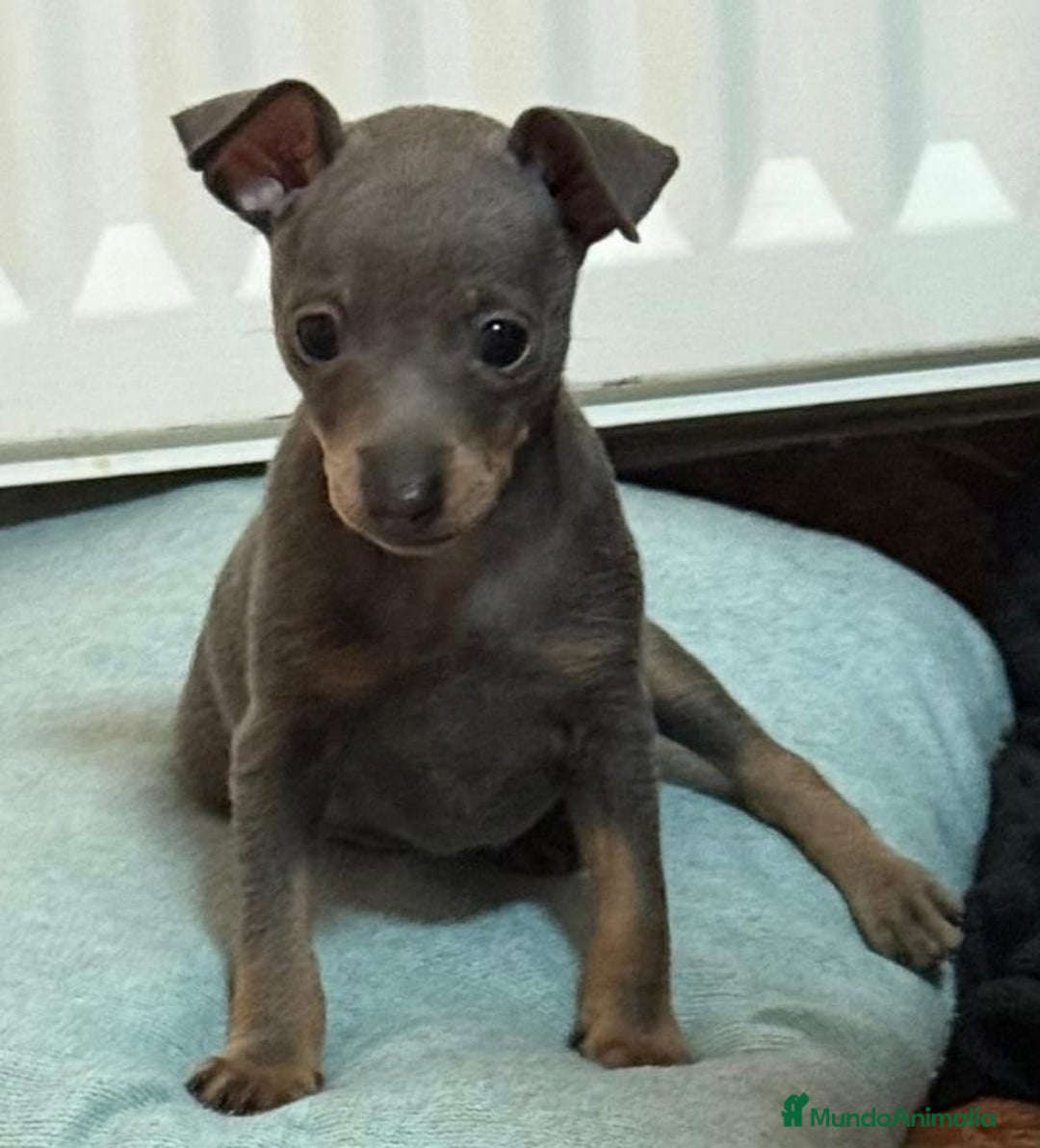 Pinscher Miniatura perros en venta: Mini pincher macho blue - Anuncio 4