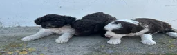 Perro de Agua Español perros en venta: Perros de agua Máxima calidad Espectaculares - Anuncio 19