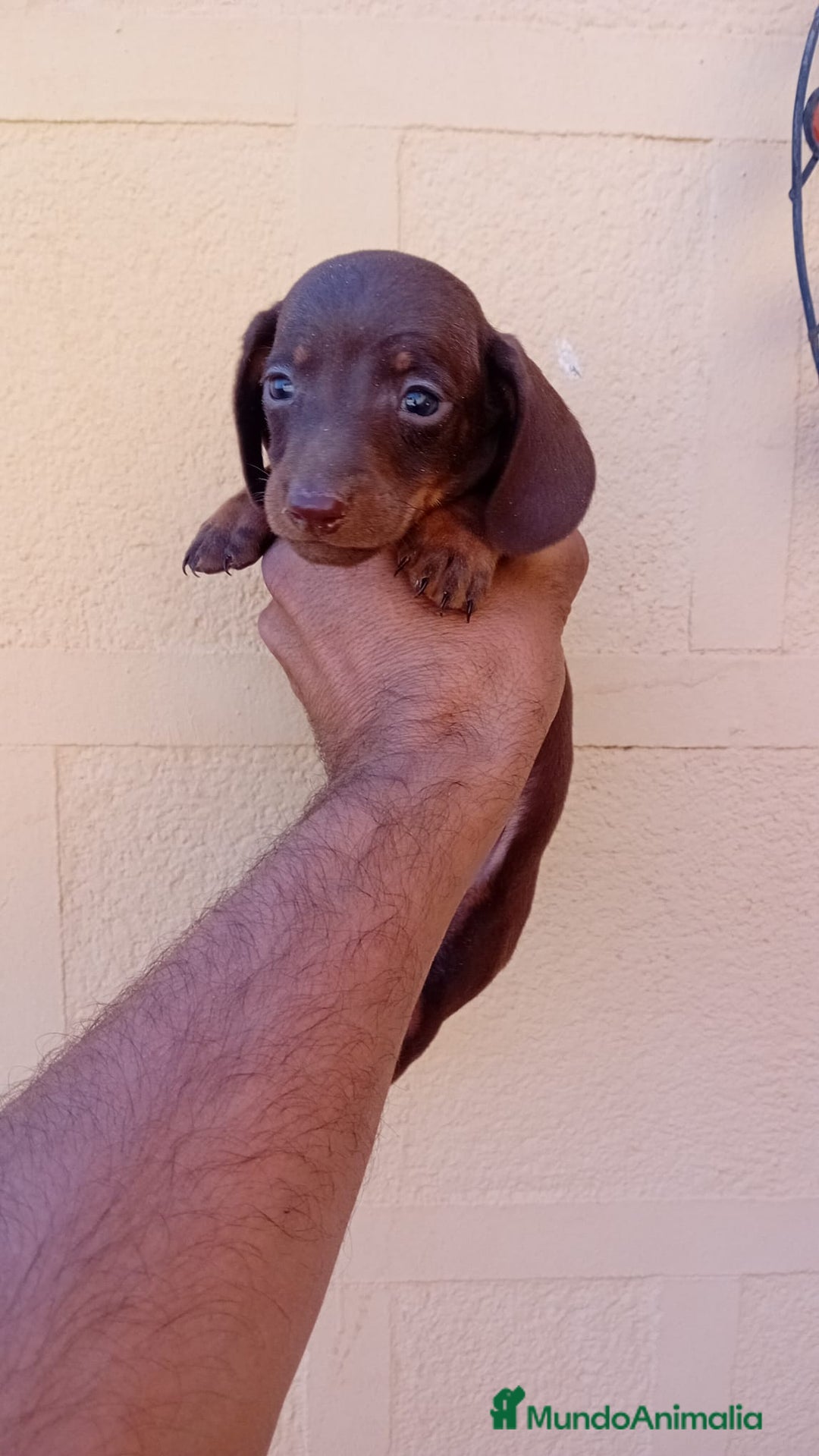 Teckel Miniatura perros en venta: Teckel kaninchen  - Imagen 15