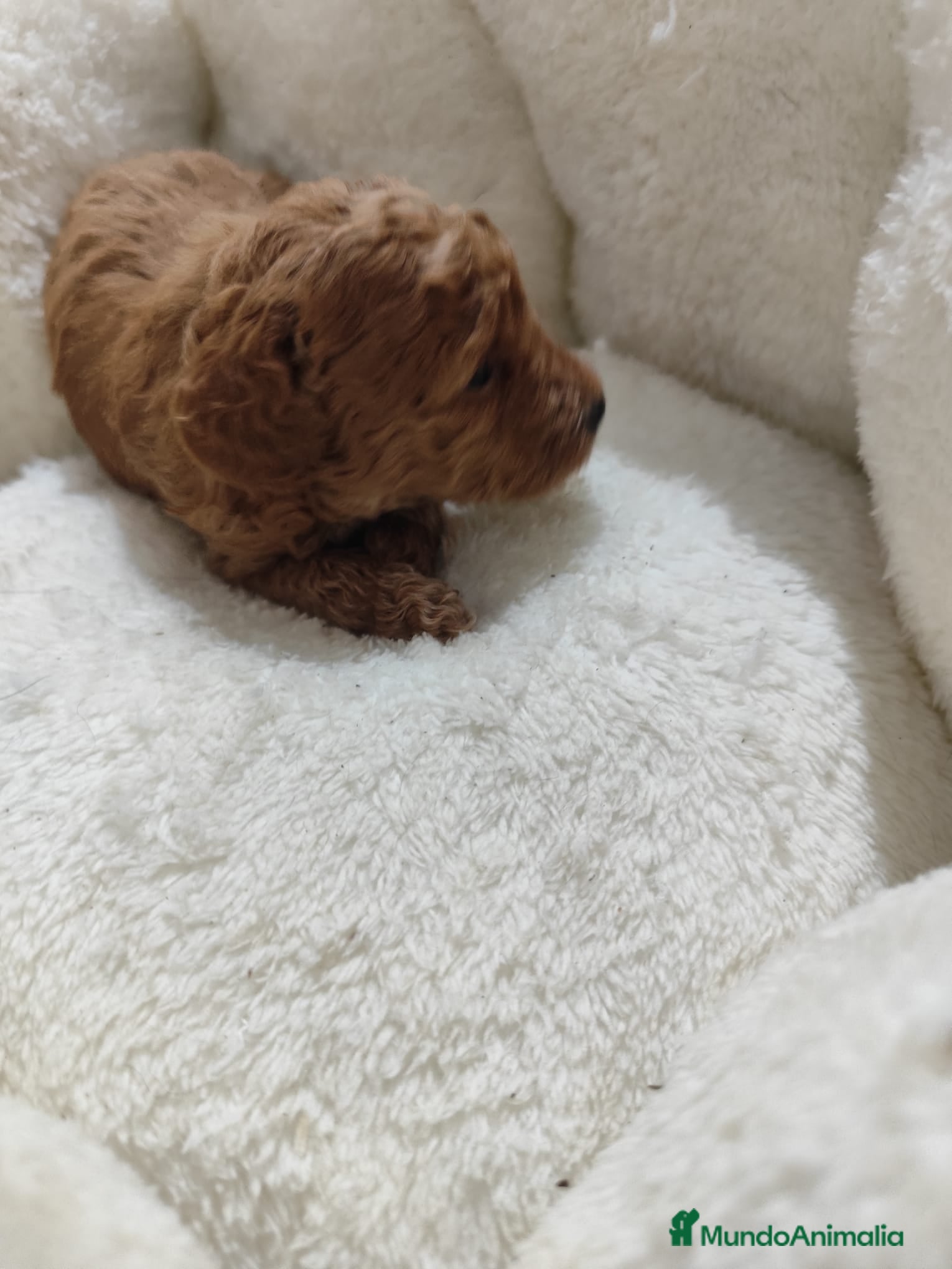 Caniche Toy perros en venta: Caniche toy  - Anuncio 11