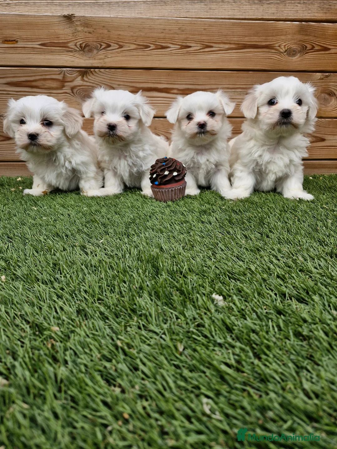 Bichón Maltés perros en venta: BICHON MALTES  en Barcelona - Anuncio 4