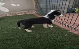 Border Collie perros en venta: BORDER COLLIE  - Imagen 7