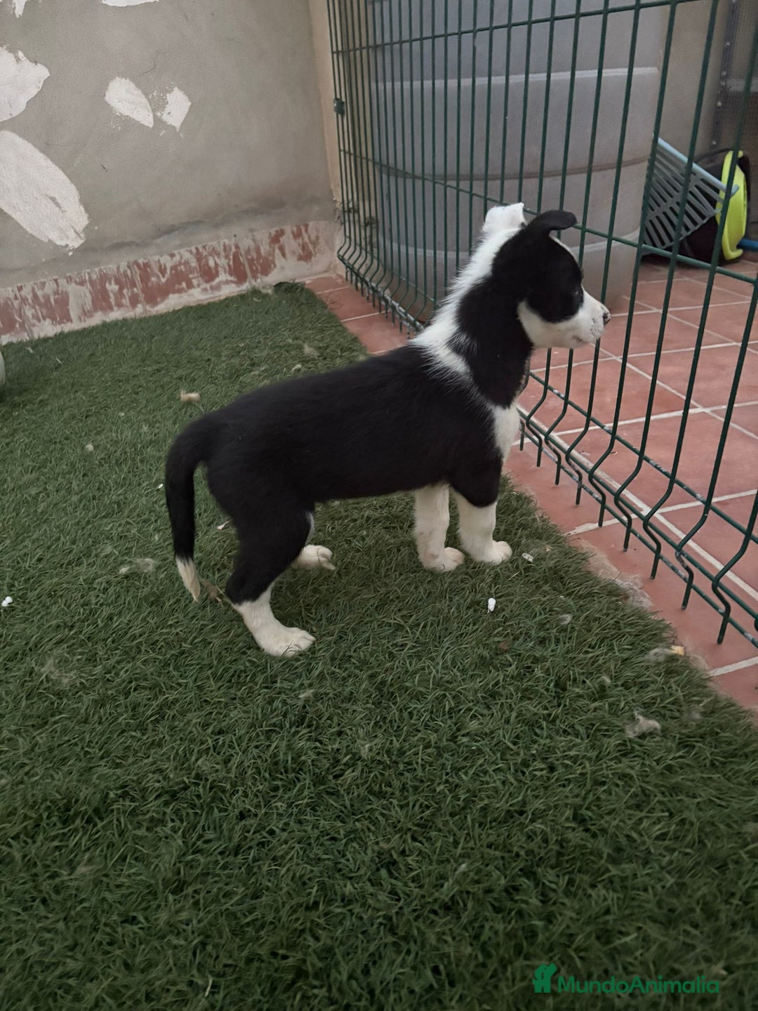 Border Collie perros en venta: BORDER COLLIE  - Imagen 7