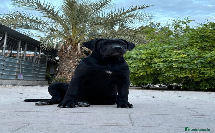 Cane Corso perros Cane Corso - Anuncio 17