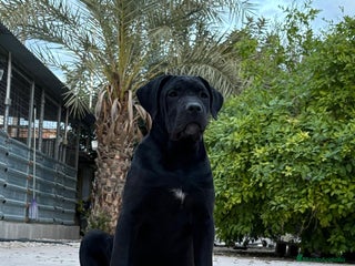 Cane Corso perros Cane Corso - Anuncio 3