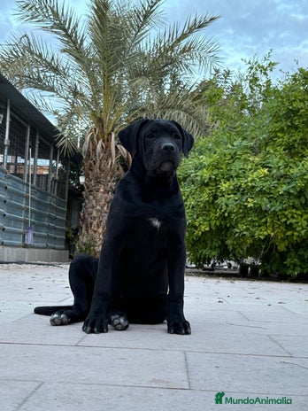 Cane Corso perros Cane Corso - Anuncio 17