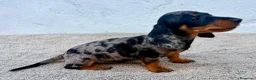 Teckel Miniatura perros en venta: Teckel kaninchen arlequín merle blue - Anuncio 17