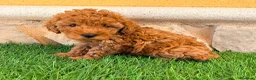Caniche Toy perros en venta: Caniche toy roja - Anuncio 8