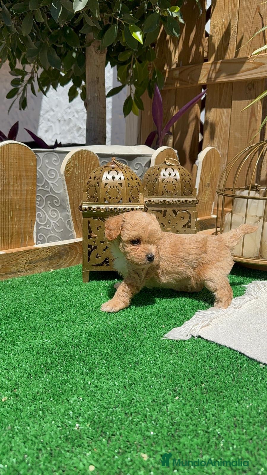 Maltipoo perros Maltipoo Toy Macho Rojo disponible  - Anuncio 5