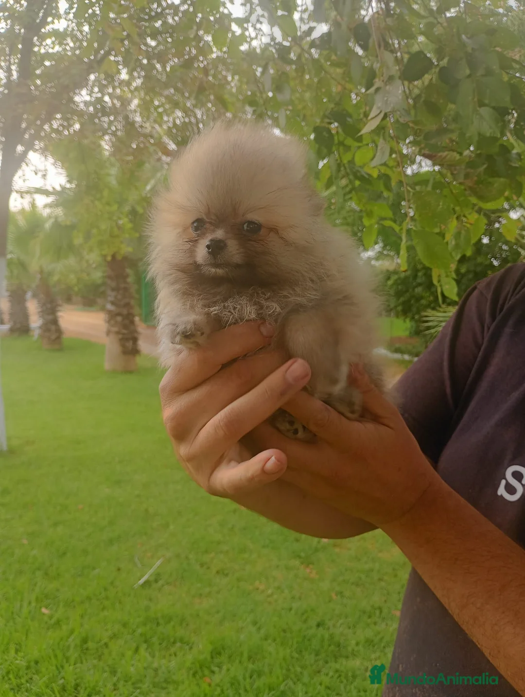 Pomerania perros en venta: Disponible Pomeranias de Calidad  - Anuncio 1