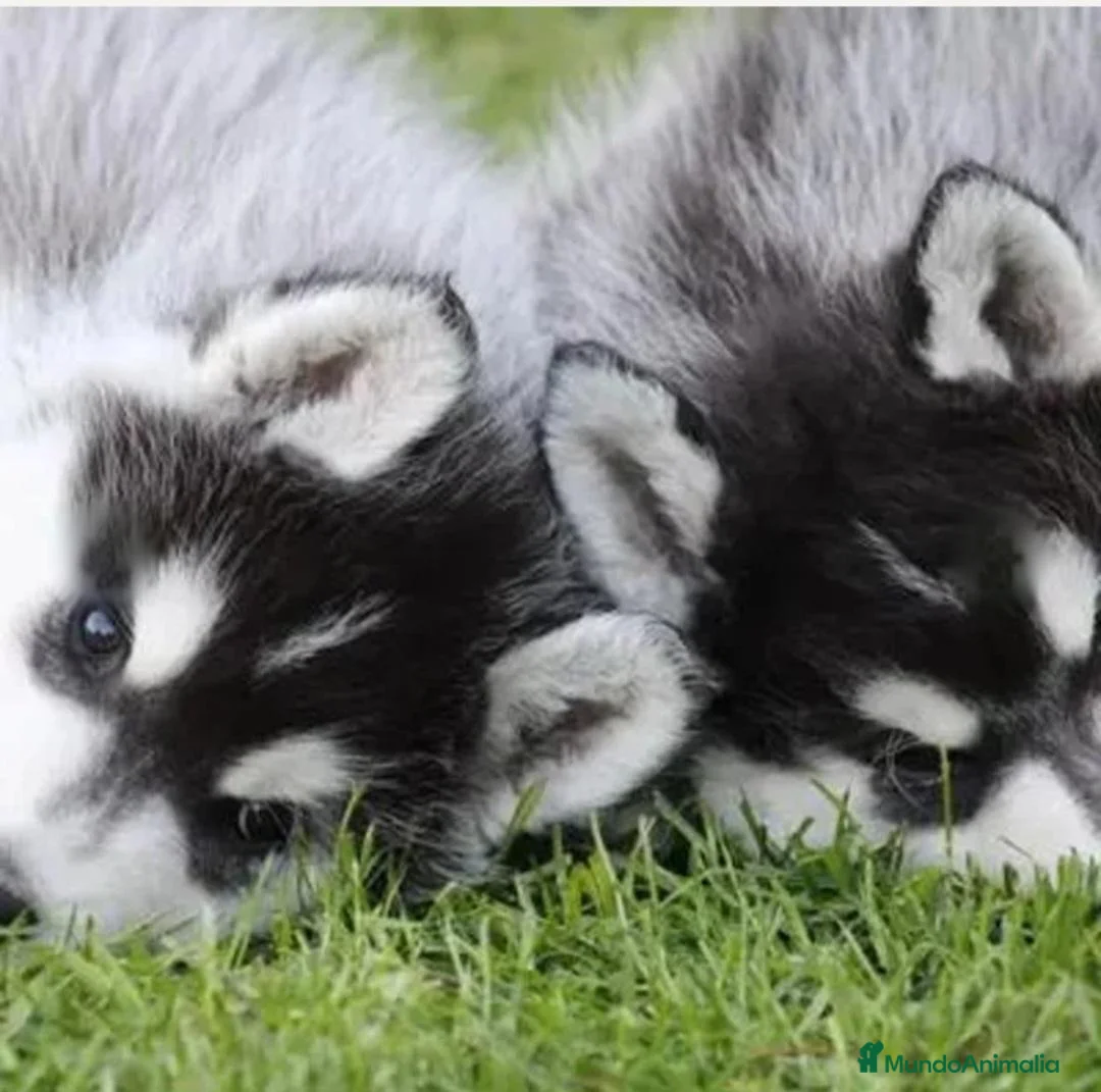 Husky Siberiano perros en venta: Husky siberianos  - Anuncio 1