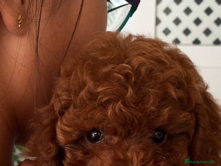 Caniche Toy perros caniche toy asiaticos - Anuncio 1