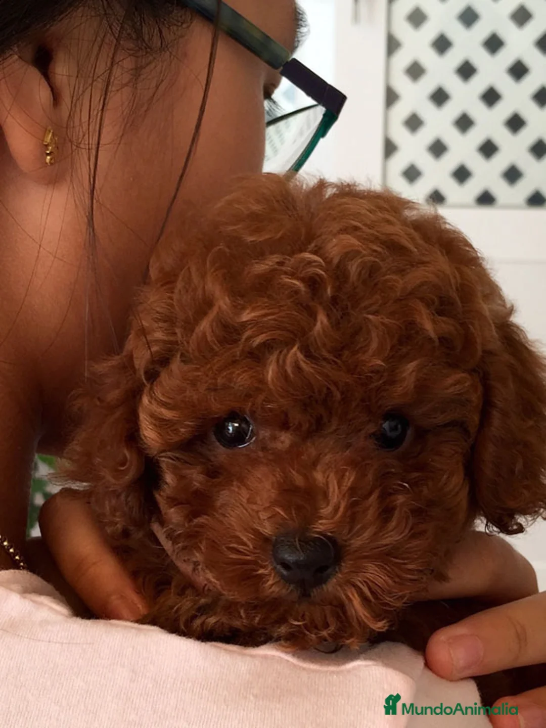 Caniche Toy perros en venta: caniche toy asiaticos - Anuncio 1