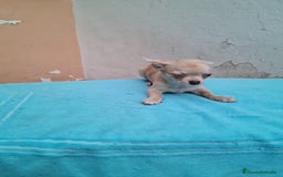 Chihuahua perros en venta: Chihuahuas toy - Imagen 2