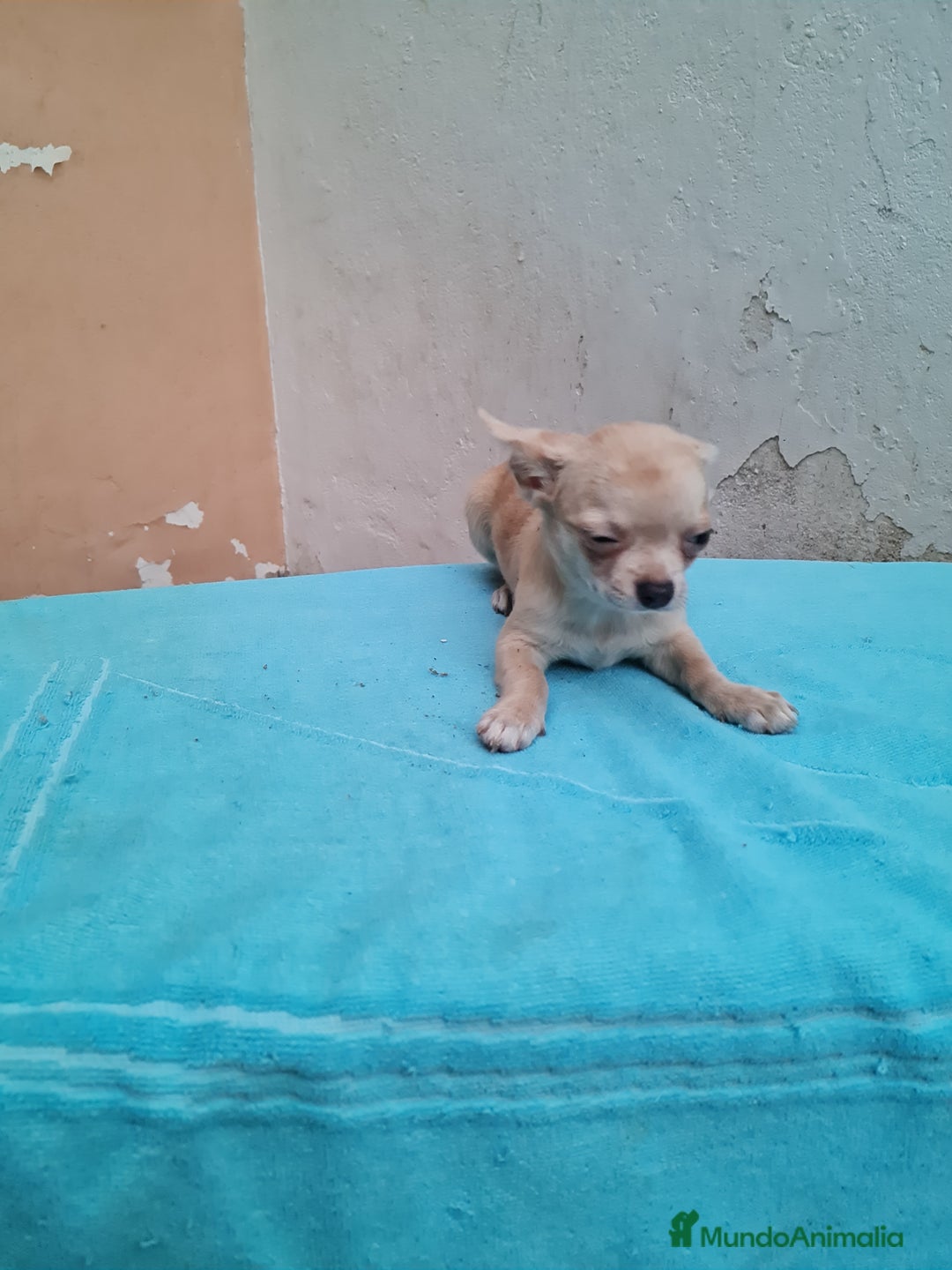 Chihuahua perros en venta: Chihuahuas toy - Imagen 2