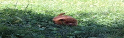 Caniche Toy perros en venta: Caniche Toy rojo  - Anuncio 9