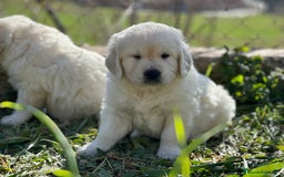Golden Retriever perros en venta: GOLDEN RETRIEVER NACIONAL CALIDAD en Barcelona - Imagen 4