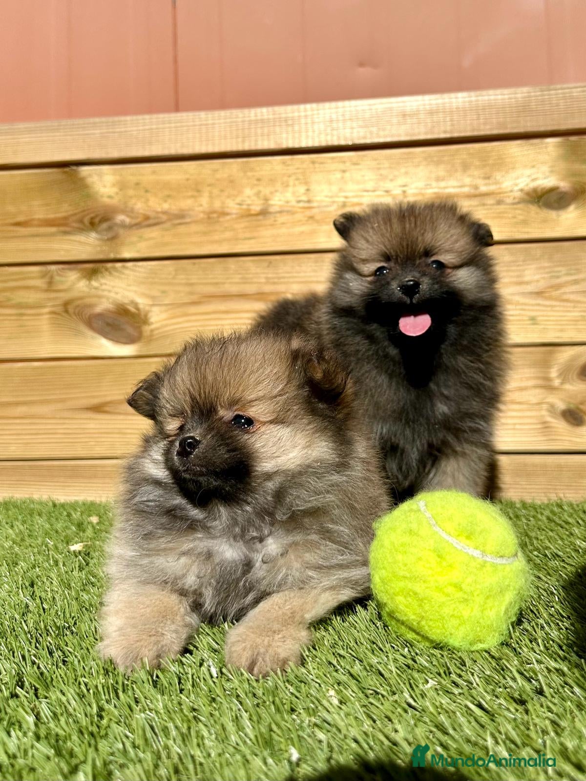 Pomerania perros POMERANIAS en Barcelona - Anuncio 26