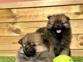 Pomerania perros en Barcelona - Anuncio 24
