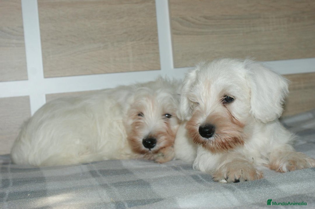 Pinscher Miniatura perros en venta: CACHORRITOS DE SCHNAUZER MINIATURA  - Imagen 8