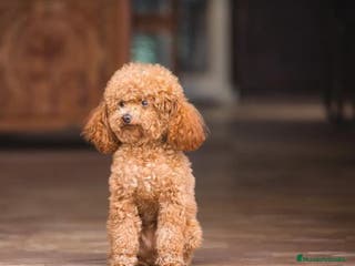 Caniche Toy perros Caniches enano en Badajoz - Anuncio 41