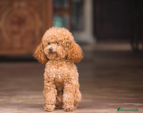 Caniche Toy perros en Badajoz - Anuncio 11