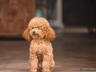 Caniche Toy perros Caniches enano en Badajoz - Anuncio 16