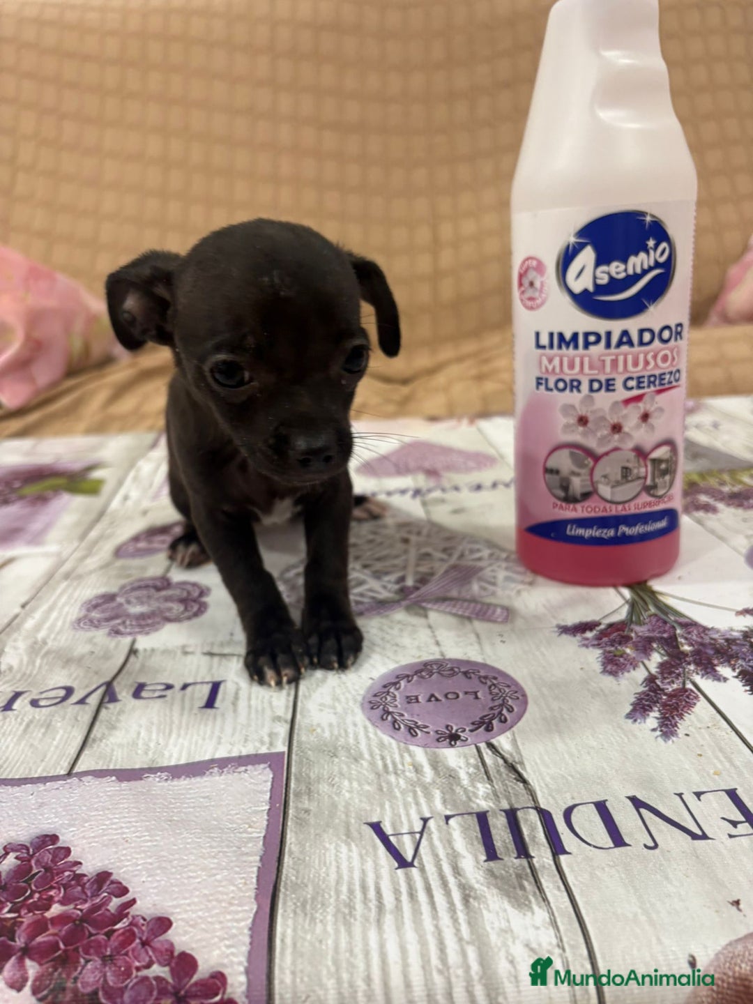 Chihuahua perros en venta: Chihuahua toy cabeza manzana  - Imagen 6