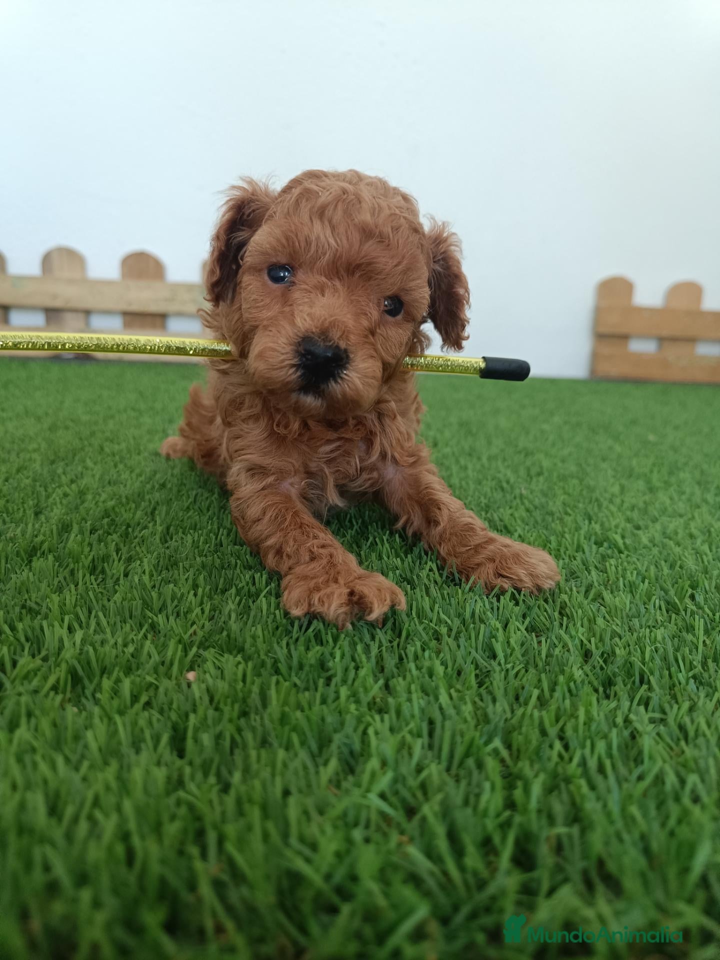 Caniche Toy perros en venta: Caniche hembra toy - Anuncio 1