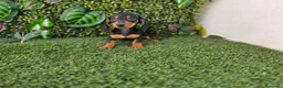 Teckel Miniatura perros en venta: TECKEL MINIATURA & KANNINCHEN - Anuncio 4