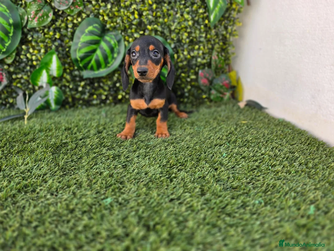 Teckel Miniatura perros en venta: TECKEL MINIATURA & KANNINCHEN - Anuncio 4