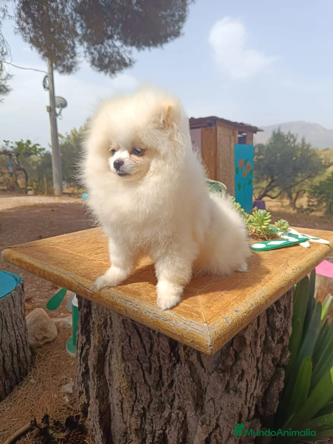 Pomerania perros en venta: Excelentes pomeranias línea de campeones - Anuncio 1