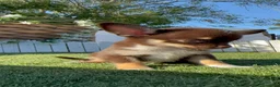 Chihuahua perros en venta: CHIHUAHUA CHOCOLATE - Anuncio 11