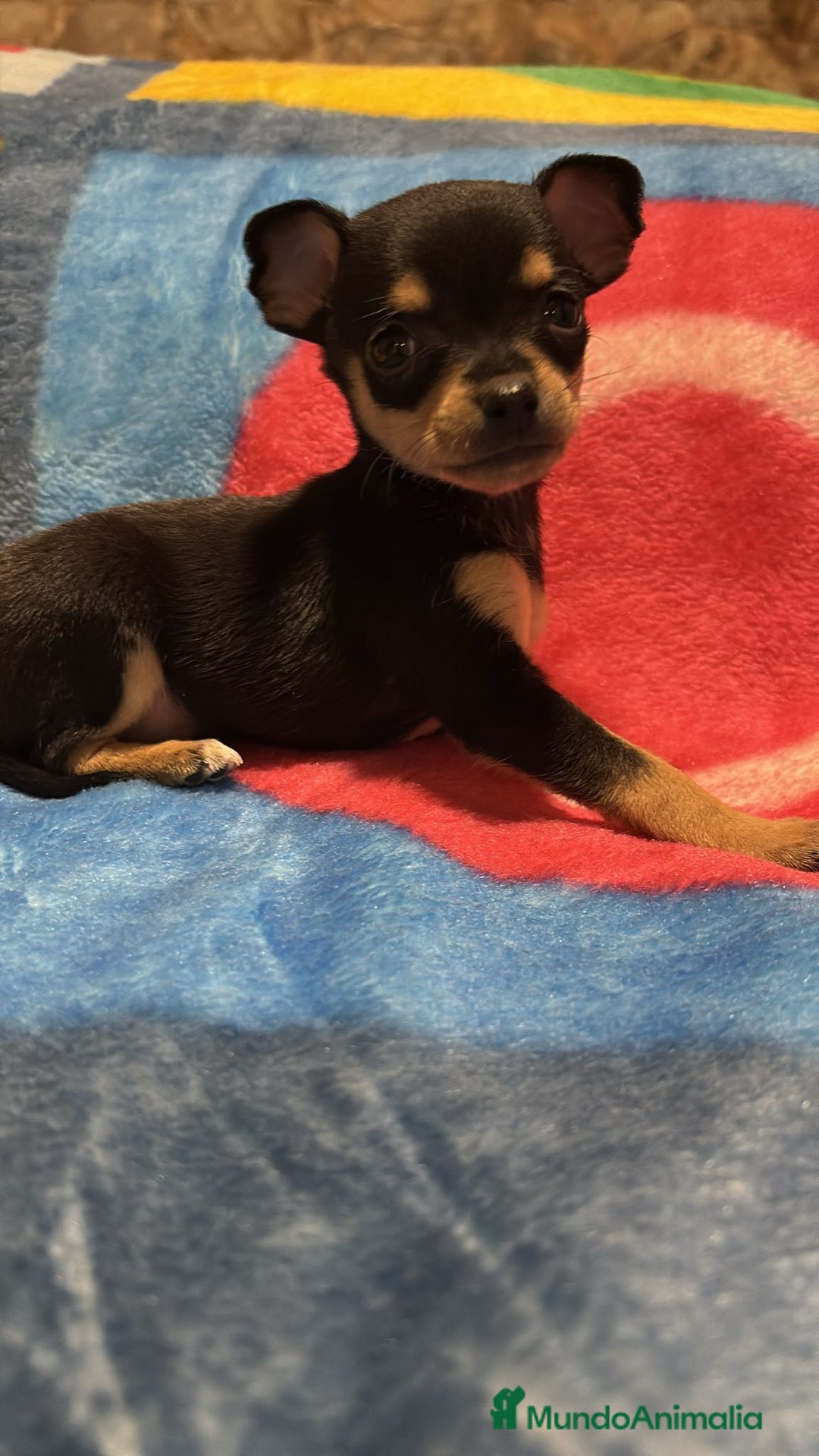 Pinscher Miniatura perros en venta: Pinscher miniatura tricolor - Anuncio 8