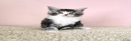 Maine Coon gatos en venta: Gatitos Maine Coon - Anuncio 5