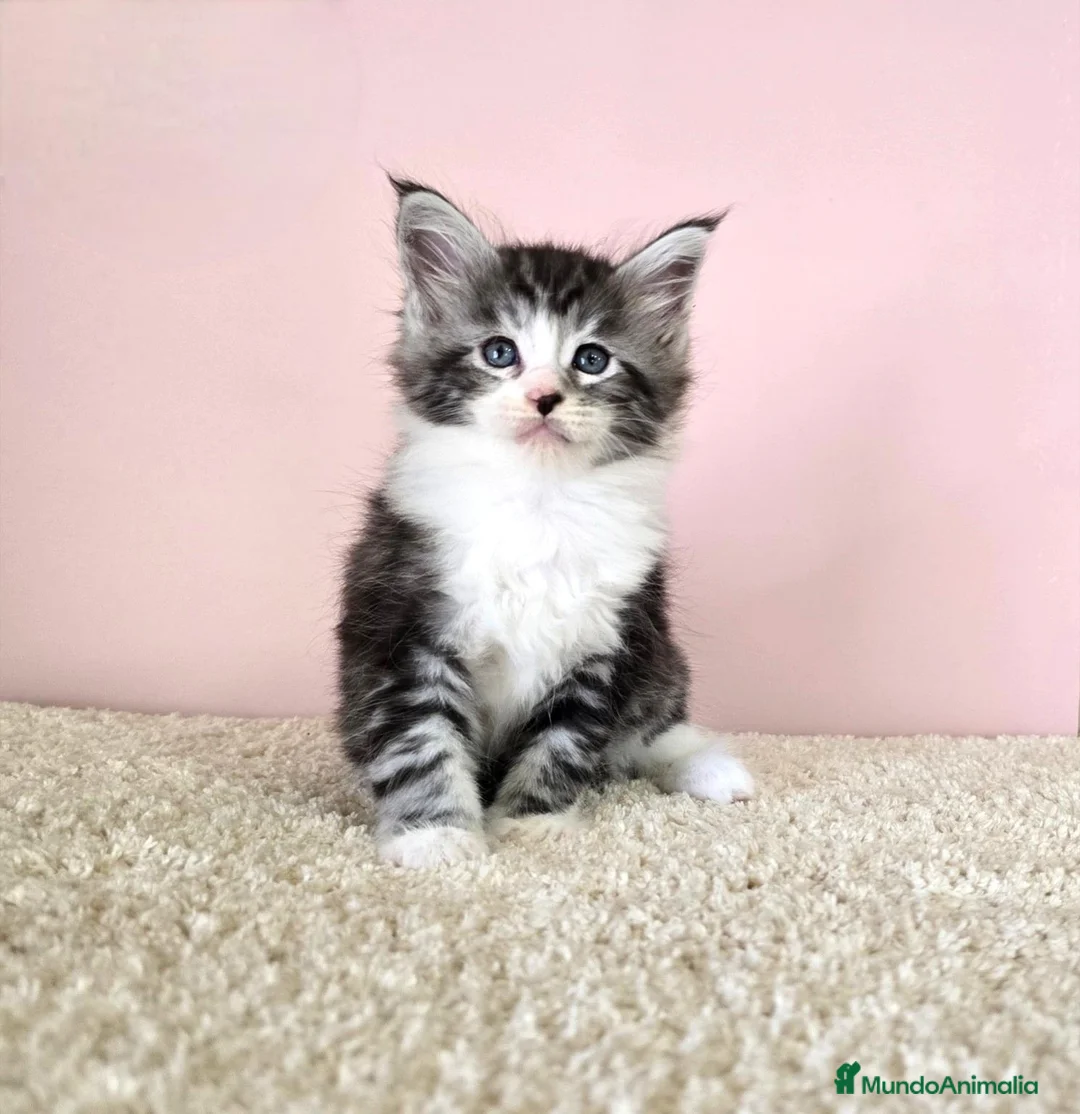 Maine Coon gatos en venta: Gatitos Maine Coon - Anuncio 5
