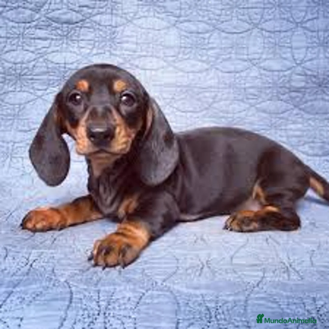 Teckel perros en venta: TECKEL KANICHEN CON PAPELES en Valencia - Anuncio 3