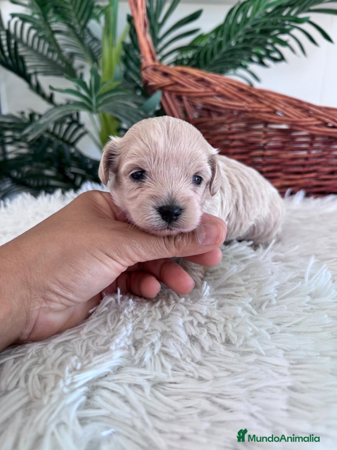 Maltipoo perros en venta: MALTIPOO MACHO - Imagen 20