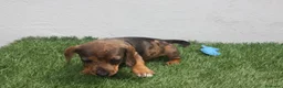 Teckel Miniatura perros en venta: Teckel Miniatura  - Anuncio 16
