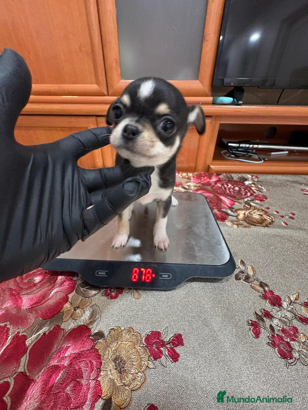 Chihuahua perros en venta: Chihuahua hembra - Anuncio 5