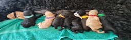 Caniche Gigante perros en venta: Cachorros de caniche gigante - Anuncio 3