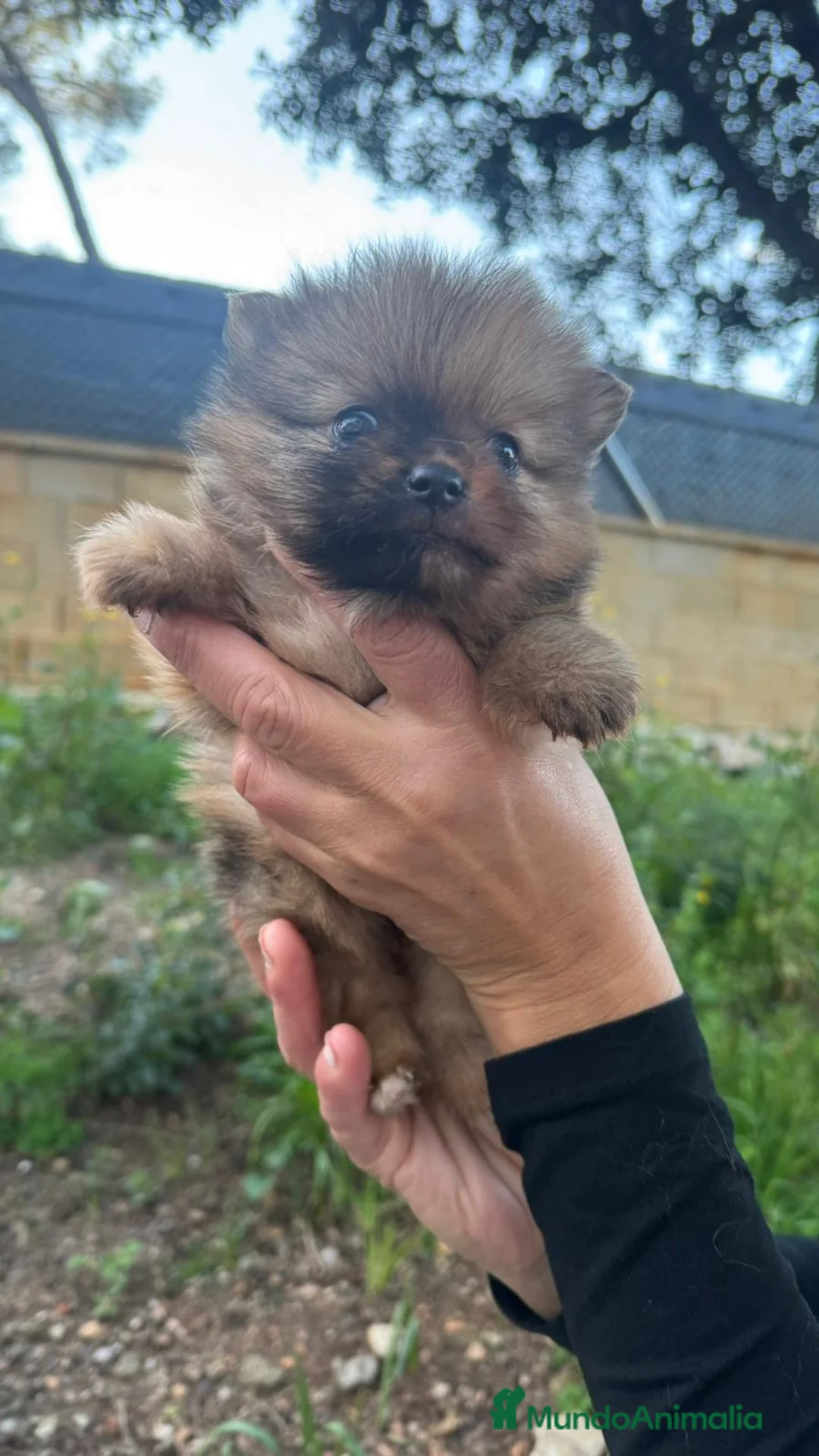 Pomerania perros en venta: Pomerania mini  - Anuncio 4