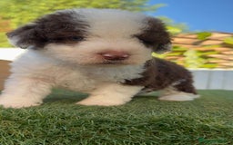 Perro de Agua Español perros en venta: PERRO DE AGUA macho - Imagen 4