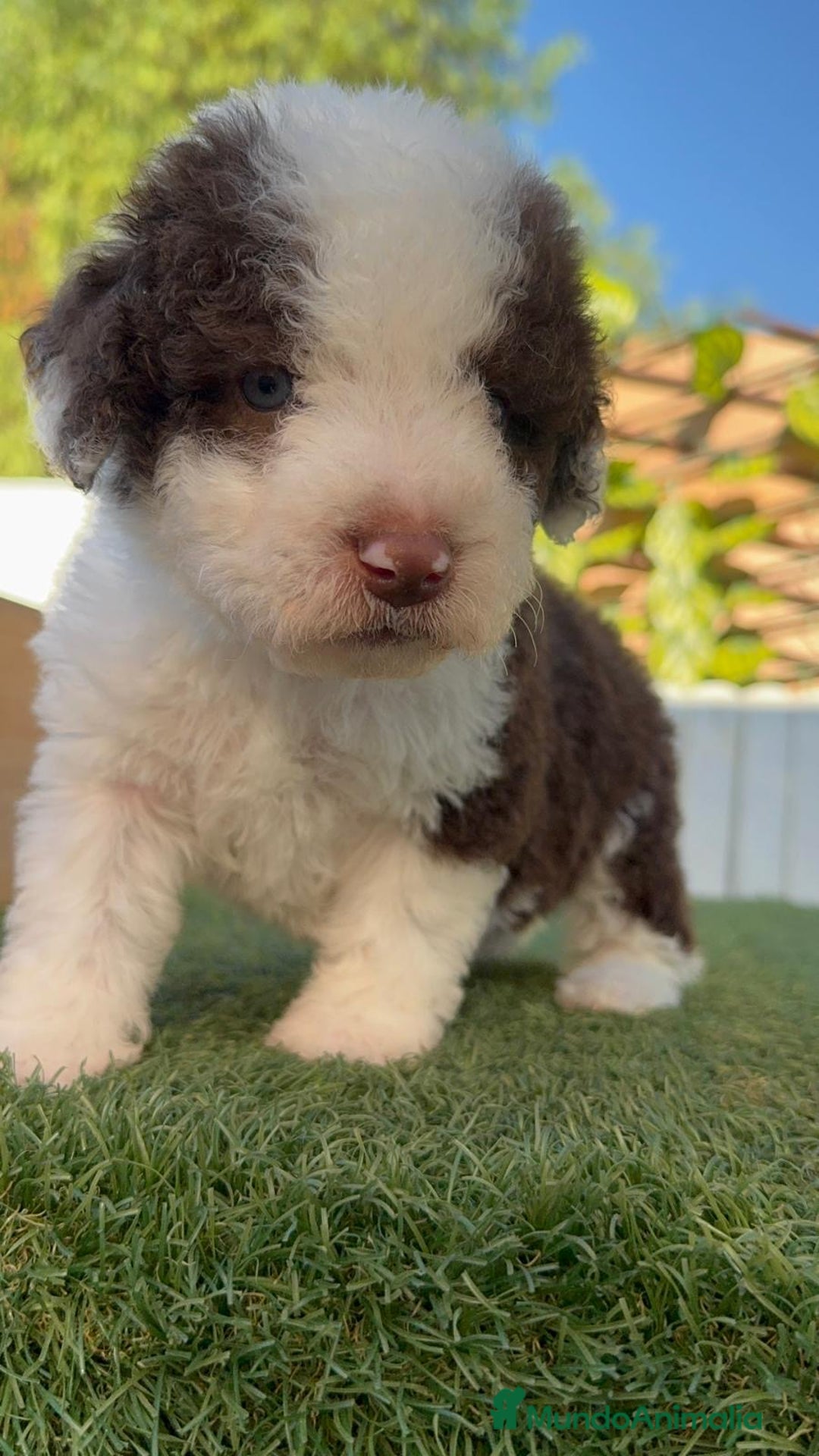 Perro de Agua Español perros en venta: PERRO DE AGUA macho - Imagen 4