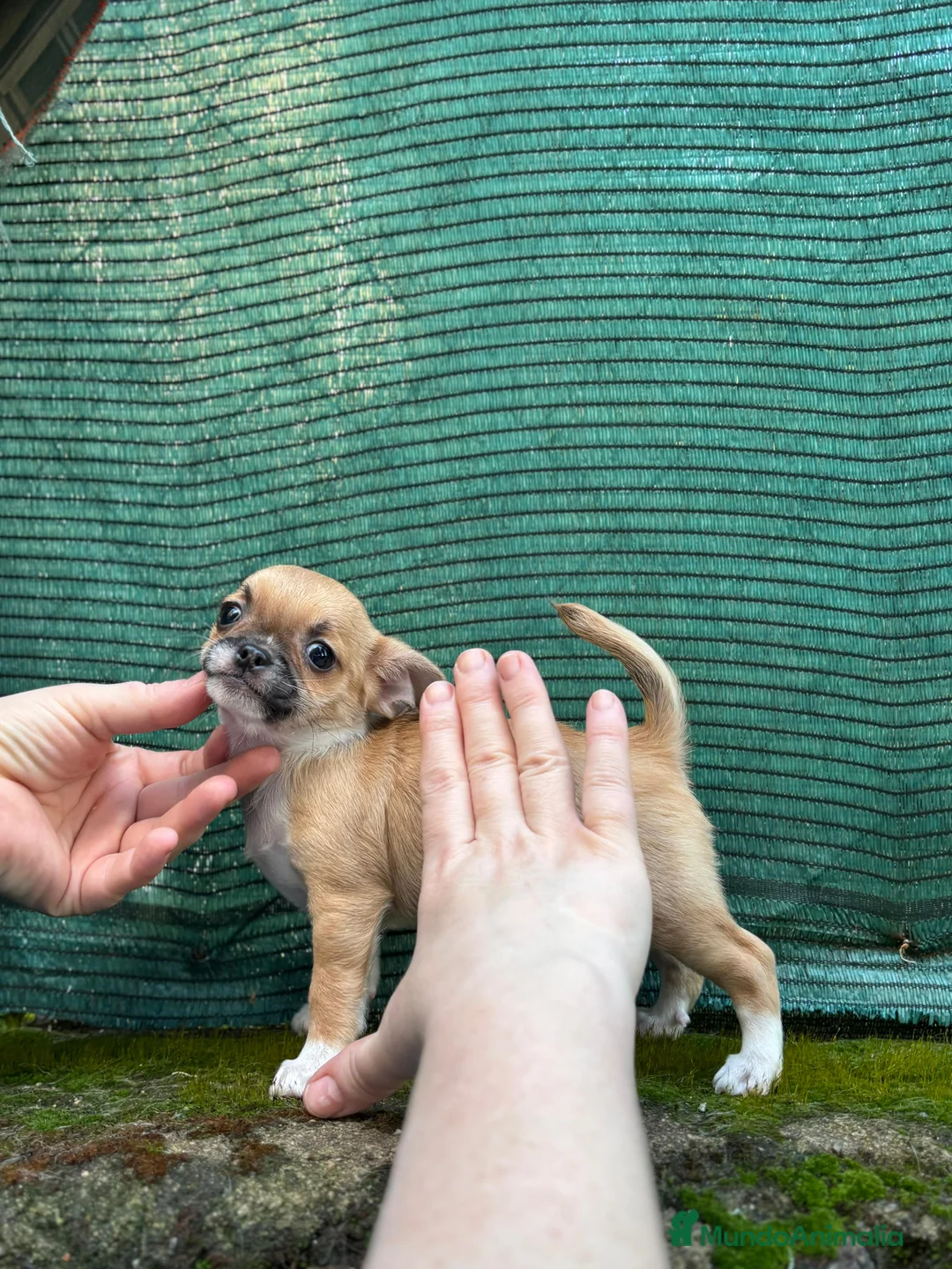Chihuahua perros en venta: Chihuahua línea rusa  - Anuncio 1
