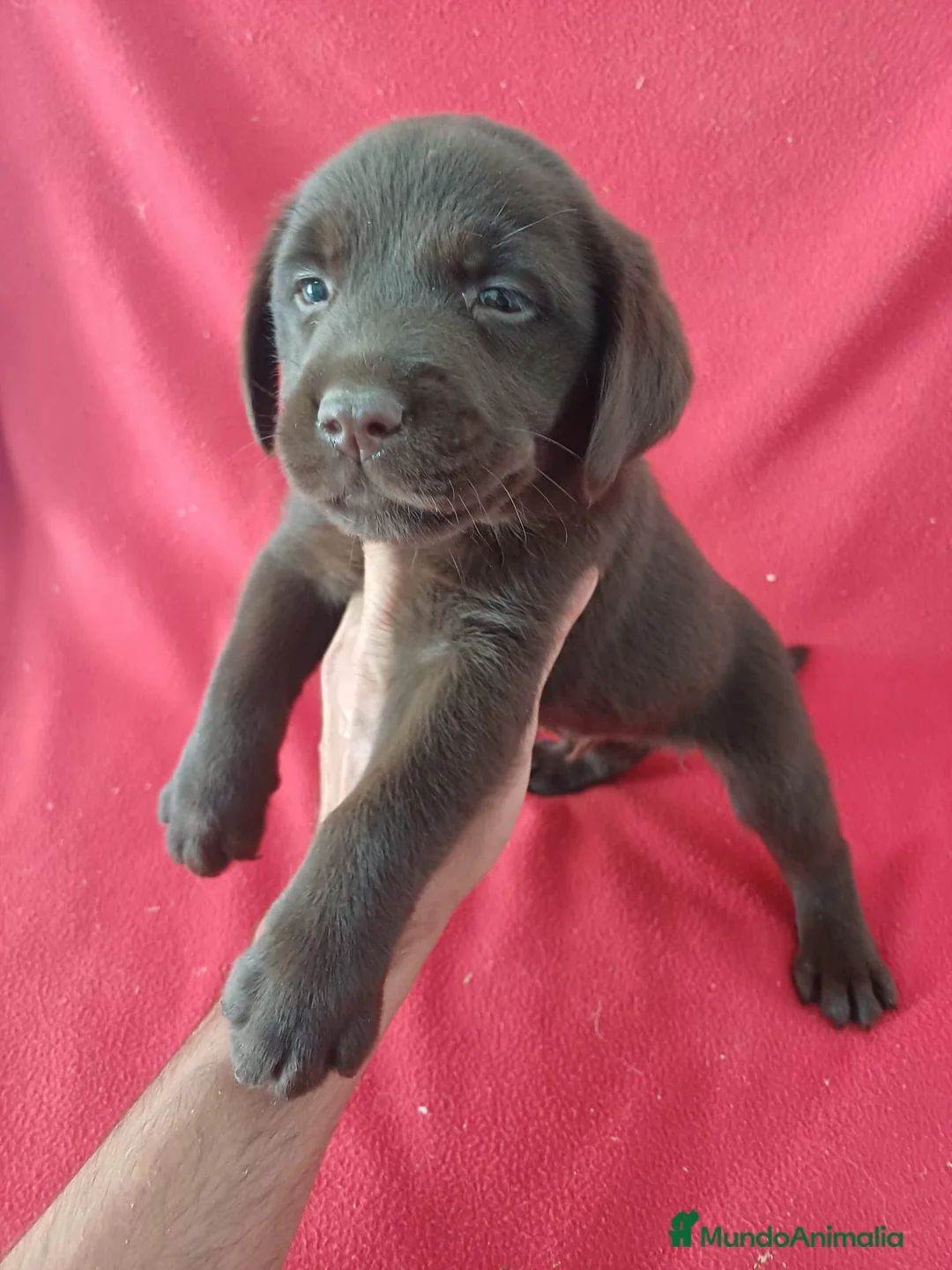 Labrador Retriever perros en venta: Labrador Retriever Chocolate  - Anuncio 1