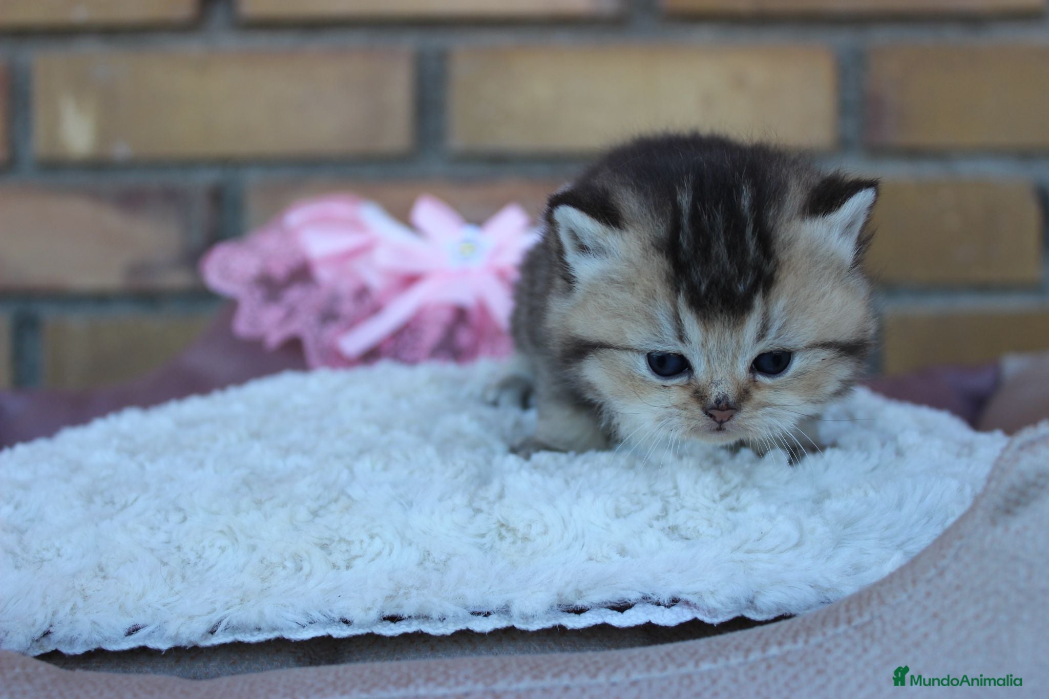 Británico de Pelo Corto gatos Camada de Britthis tabby chocolate golden en Madrid - Anuncio 2