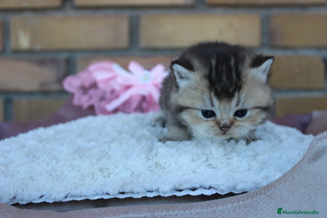 Británico de Pelo Corto gatos en venta: Camada de Britthis tabby chocolate golden en Madrid - Anuncio 2